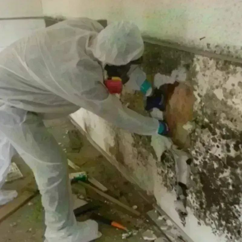 Mold Remediation and Removal in Rockledge, FL